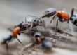 Why Ants Keep Coming Back in Frankston Homes and What Actually Stops Them for Good?
