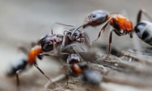 Why Ants Keep Coming Back in Frankston Homes and What Actually Stops Them for Good?