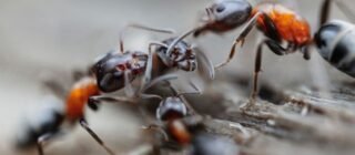Why Ants Keep Coming Back in Frankston Homes and What Actually Stops Them for Good?