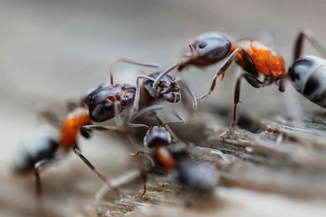 Why Ants Keep Coming Back in Frankston Homes and What Actually Stops Them for Good?